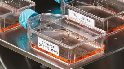 Erlenmeyers met temperatuurbestendige en chemisch bestendige Brady-labels worden klaargemaakt voor incubatie.